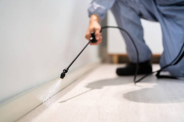 Licensed Ant Control service in Lacombe, LA - Show Me Pest Control